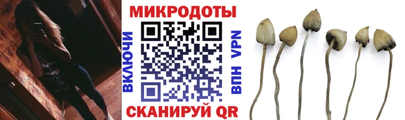 Галлюциногенные грибы Psilocybe  Южно-Сухокумск 